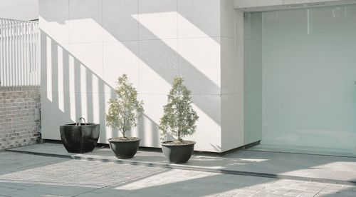 Potted plant on tiled floor against building