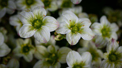 Close-up of white flowering plant