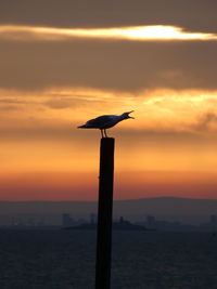 Scenic view of sea against orange sky