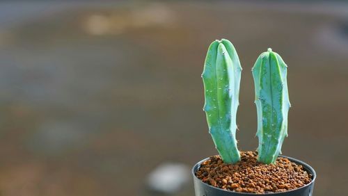 Close-up of fresh green leaf