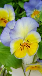 Close-up of yellow flower