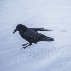 Close-up of bird on snow