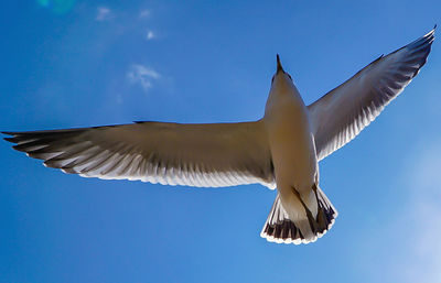 Low angle view of birds flying in sky