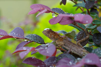 Close-up of water drops on purple flowering plant