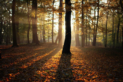 Sun shining through trees in forest