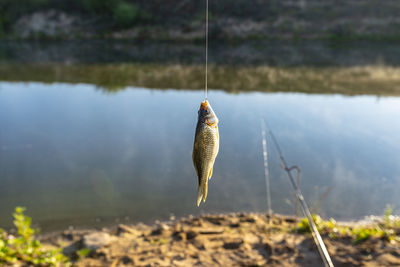 Crucian fish caught on bait by the lake, hanging on a hook on a fishing rod, sunny morning.