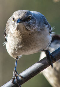 Close-up of bird perching on branch