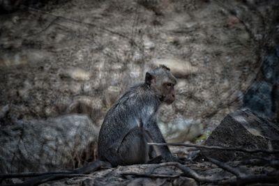 Side view of an sitting on rock