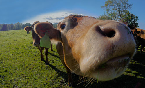 Close-up of cow standing on field against sky