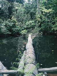 View of river amidst trees in forest