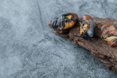 High angle view of crab on rock