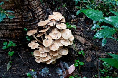 High angle view of mushrooms growing on field