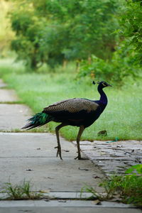 Side view of a bird walking on footpath