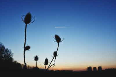 Low angle view of silhouette thistle against sky