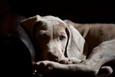 Close-up portrait of dog resting against black background