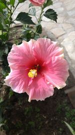Close-up of pink flower blooming outdoors