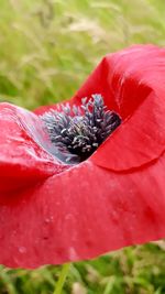 Close up of red flowers