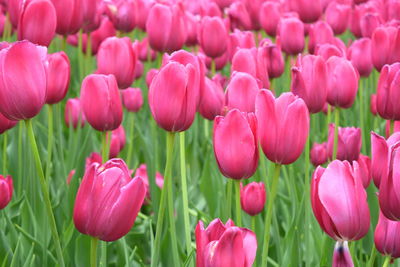 Close-up of pink tulips