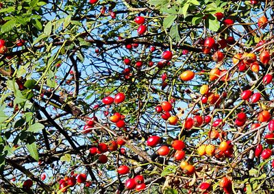 Low angle view of tree branches