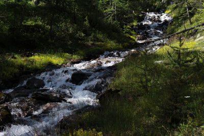 Scenic view of waterfall in forest