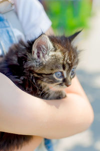 Midsection of girl holding cat