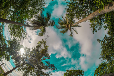 Low angle view of trees against blue sky