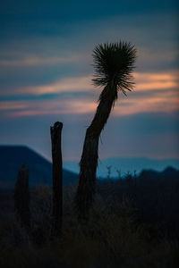 Close-up of fresh plants against sky during sunset