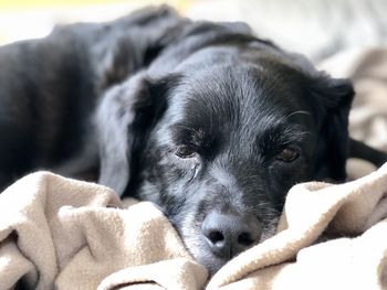 Close-up portrait of dog relaxing on bed