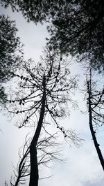 Low angle view of silhouette tree against sky