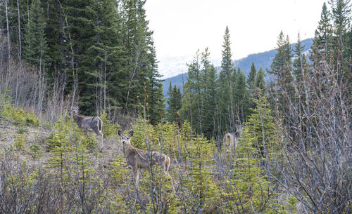 Deer in forest