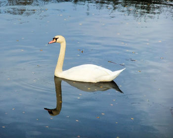 High angle view of swan swimming on lake