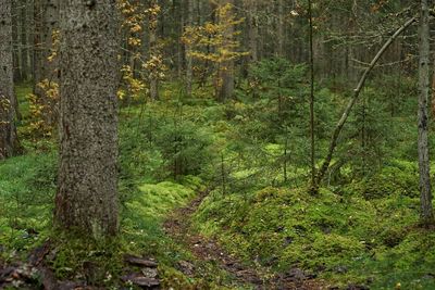 Trees in forest