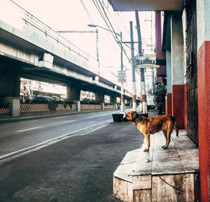 View of horse on road in city