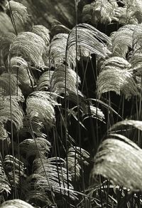 Close-up of plants