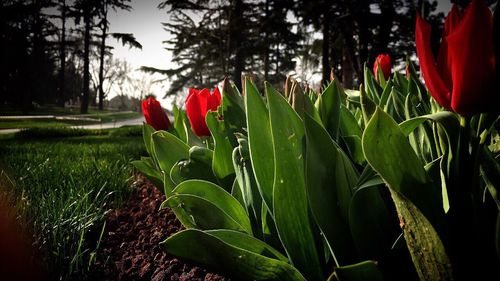 Close-up of red flower growing in field