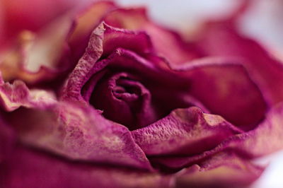 Close-up of wilted rose