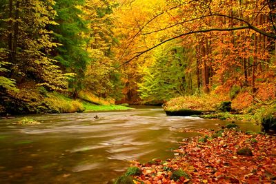 Scenic view of river stream amidst trees during autumn. amazing colors of forest in fall season