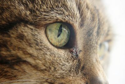 Close-up portrait of a cat