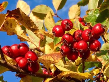 Close-up of cherries on tree