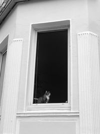 Cat sitting on window of building