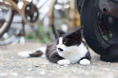 Portrait of cat sitting on street