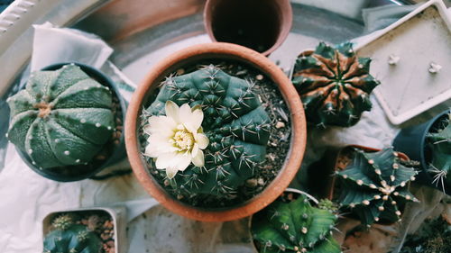 High angle view of potted plants