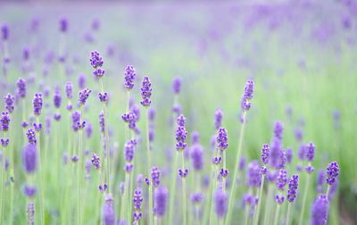 Close-up of purple flowering plants on field
