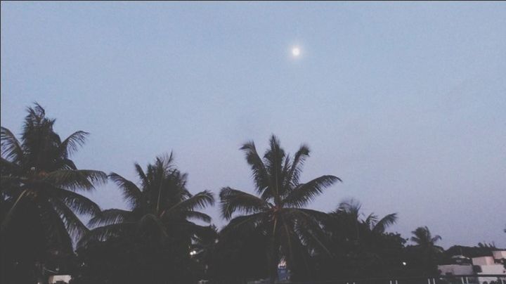 palm tree, tree, low angle view, clear sky, sky, moon, growth, silhouette, nature, beauty in nature, tranquility, copy space, scenics, sun, tranquil scene, dusk, outdoors, night, branch, no people