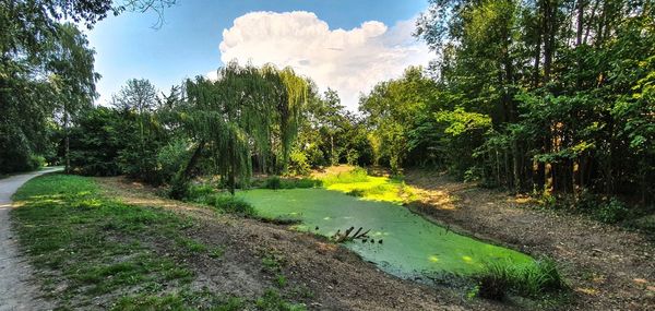 Scenic view of forest against sky