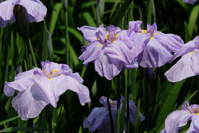 Close-up of purple iris flowers