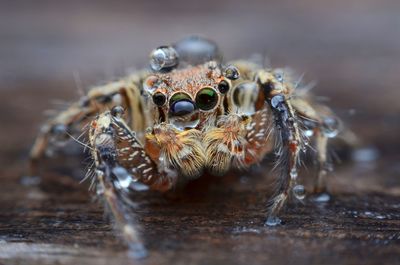 Close-up of spider