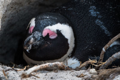 South african penguin sleeping under a rock in boulders beach