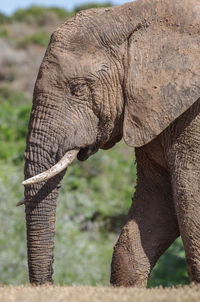 Close-up of elephant on field