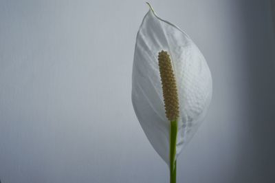 Close-up of peace lily against wall